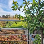 Palatinazeit - Weinblick - Im Haus Petry - - Pfalz