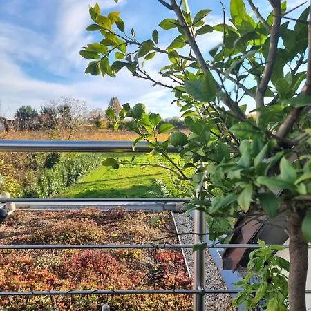 Palatinazeit - Weinblick - Im Haus Petry - - Pfalz