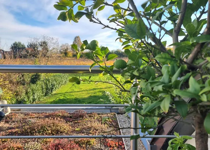 Weinblick - Im Haus Petry - Pfalz - Deutsche Weinstrasse